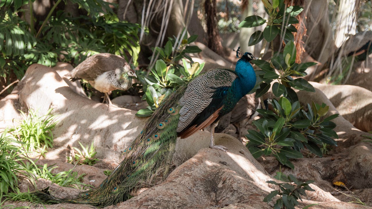 Hållbar trädgårdsdesign med inhemska växter